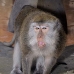 monkey_macaque_balinese_mf_ubud_v_1090_bal4808.jpg